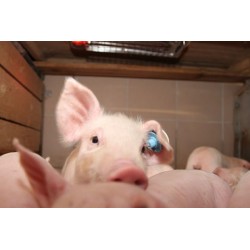 Zářič tepelný Sunny Boy