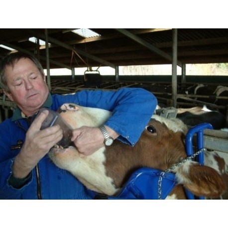 Fixační podpěra hlavy krávy