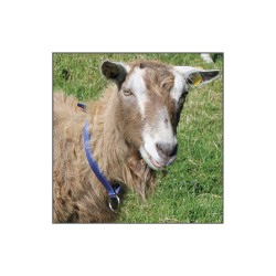 Obojek pro ovce a kozy