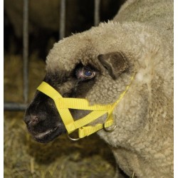 Ohlávka pro ovce a berany, žlutá
