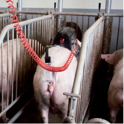 Stimulátor inseminační Stimulus, pro prasnice