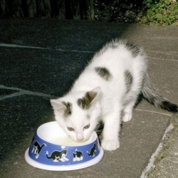 Miska plastová pro kočku, 140 ml
