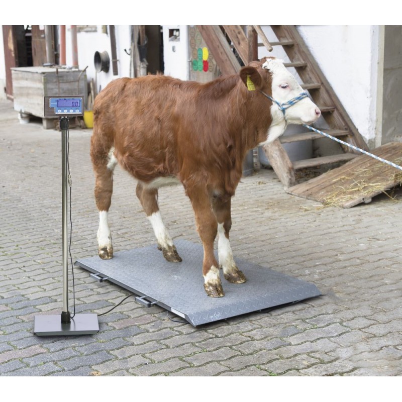 Váha plošinová na zvířata