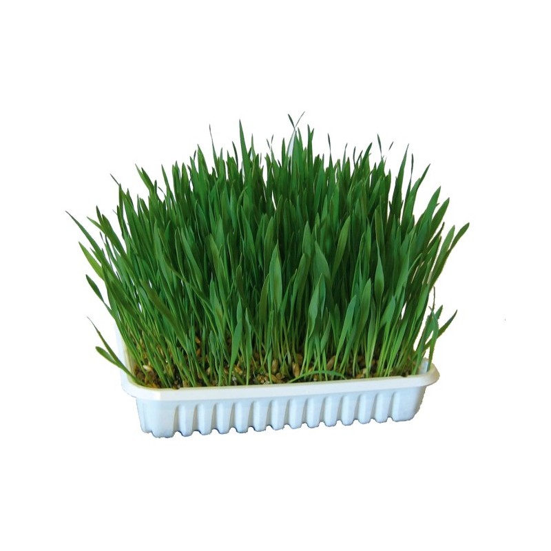 Tráva pro hlodavce, 100g