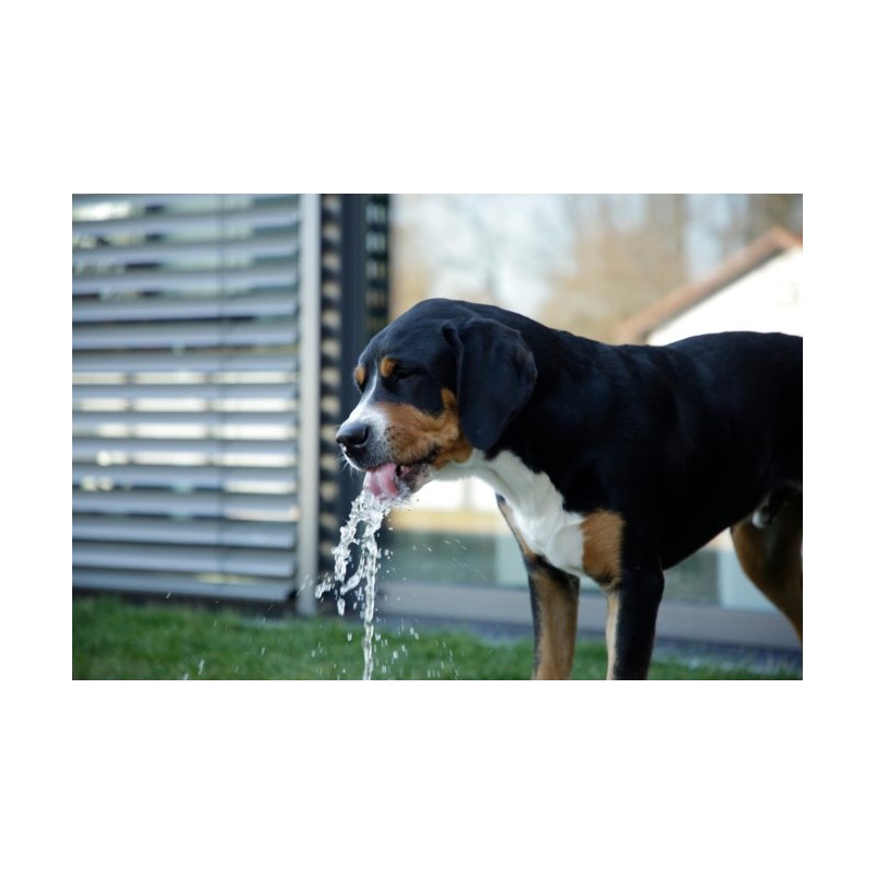 Fontána pro psy, 25,5 x 18 x 8 cm Fontána pro psy, 25,5 x 18 x 8 cm