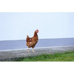 Kroužky na slepice, spirálové, 4 barvy