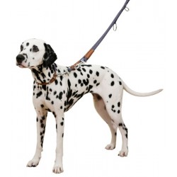 Kerbl vodítko pro psy Phoenix, modré přepínací, 14 mm x 200 cm