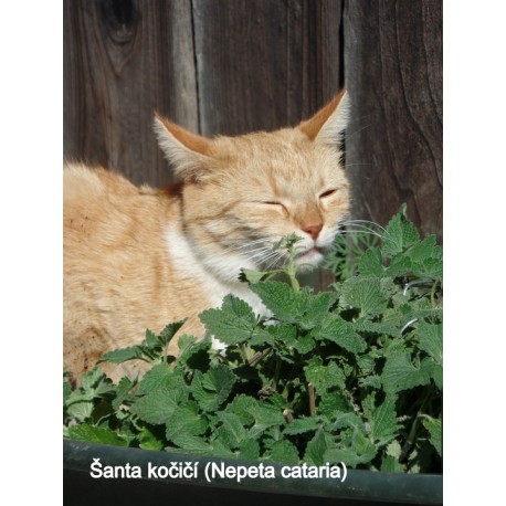 Sprej pro kočky Catnip, 200 ml