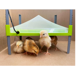 Umělá kvočna Caleo, výhřevná deska  pro kuřata