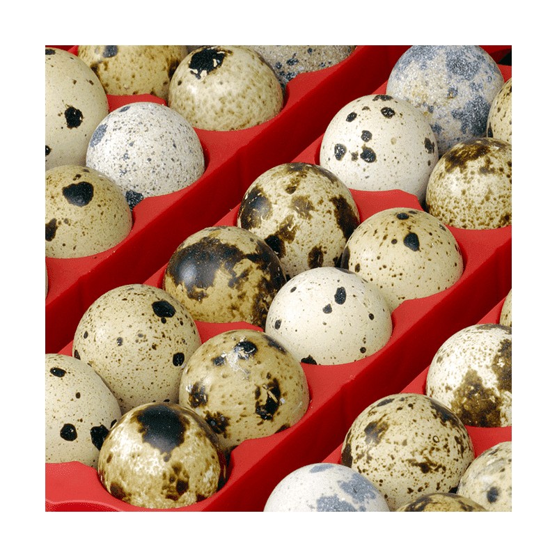 Líheň kuřat COVINA SUPER ET12, digitální automatická