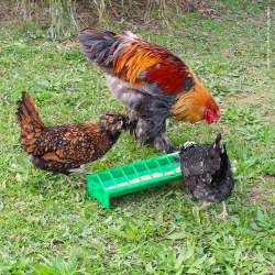 Krmítko pro slepice GALLINA, žlabové, plastové, zelené