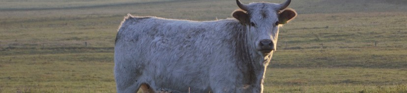 Skot