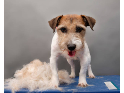 Jak na trimování ?