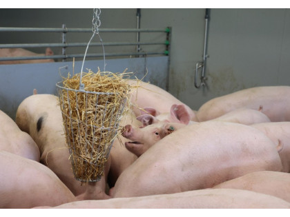 Kanibalismus u prasat a drůbeže: Příčiny, prevence a řešení