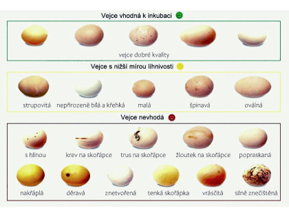 Jak na výběr vajec k inkubaci