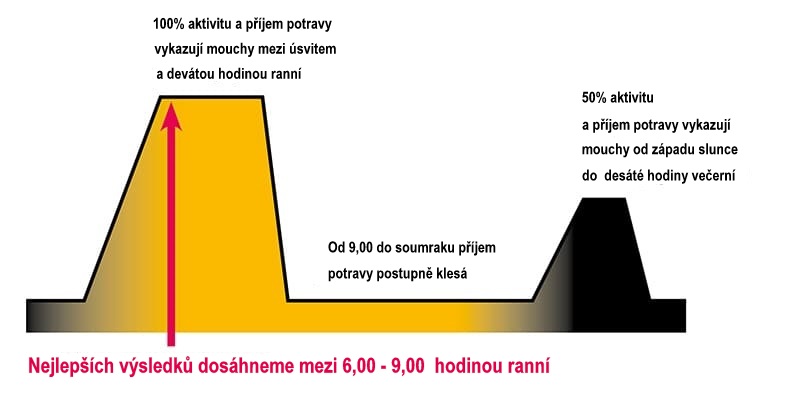 Aktivita much v průběhu dne