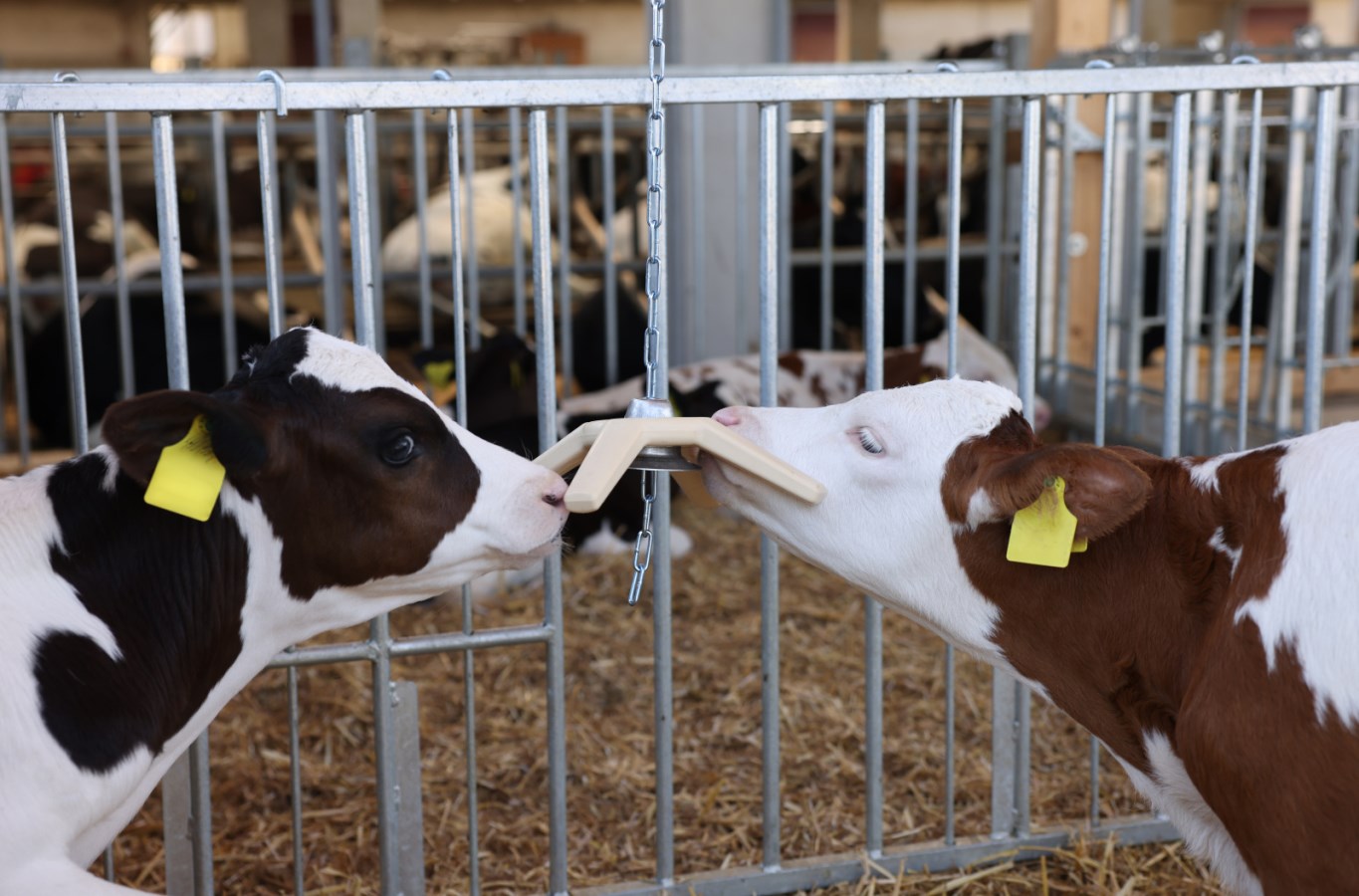 Telata se zavěšenou hračkou proti stresu