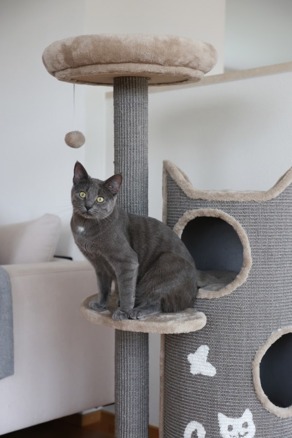 kočka na škrabadle tiana